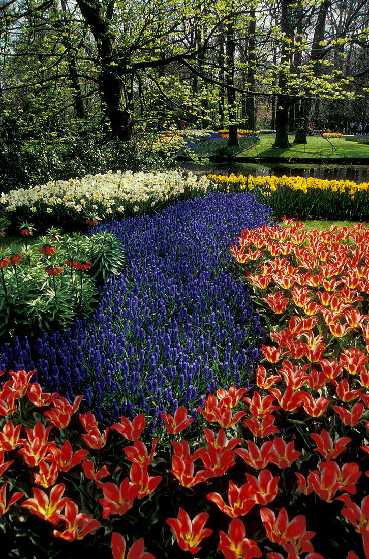 Keukenhof near Lisse, Netherlands, Europe