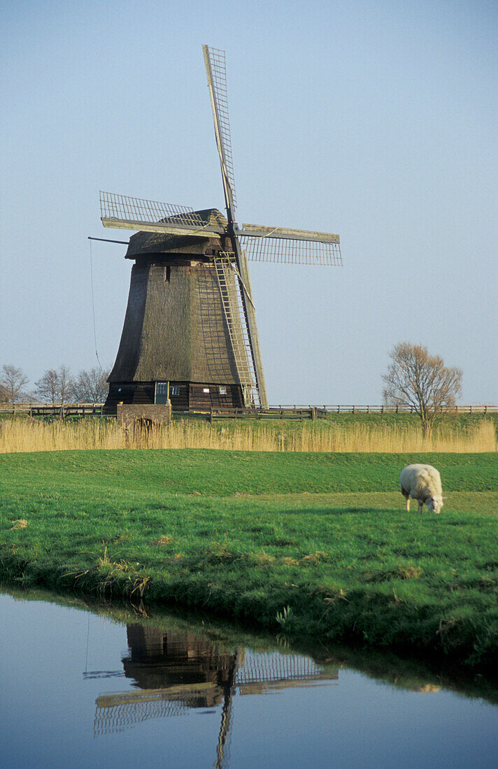 Windmill at a meadow at the canal, Netherlands, Europe