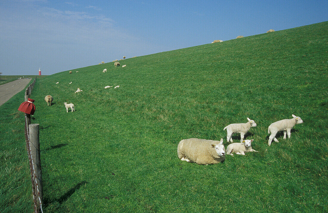 Insel Texel, Deich mit Schafen, Holland, Europa