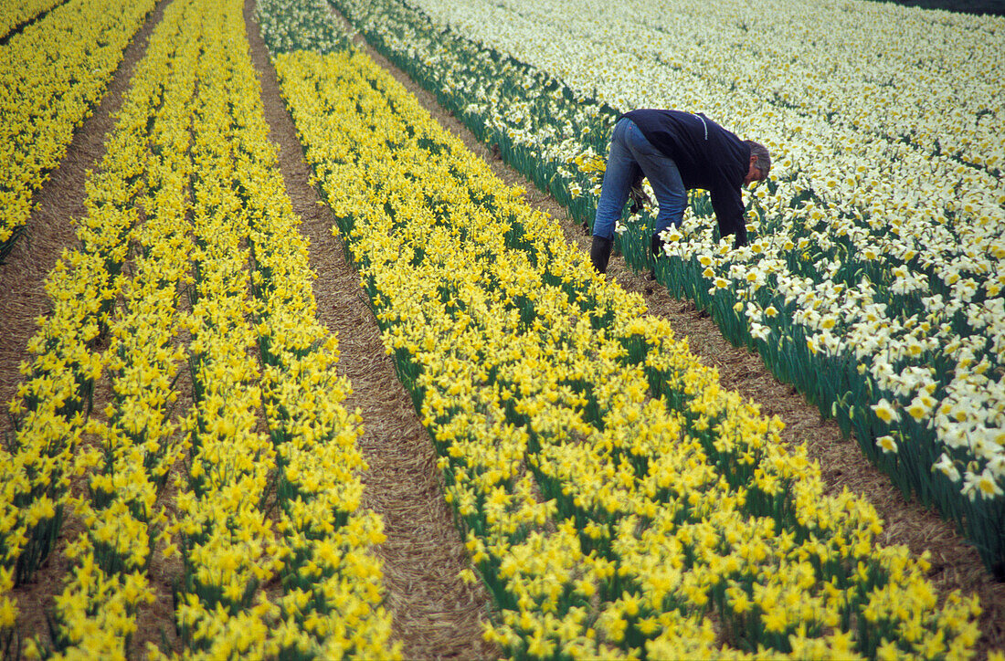 Daffodils on field near Zwaanshoek , Netherlands, Europe