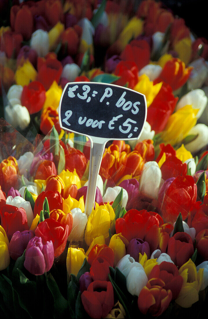 Blumenmarkt, Amsterdam, Holland, Europa