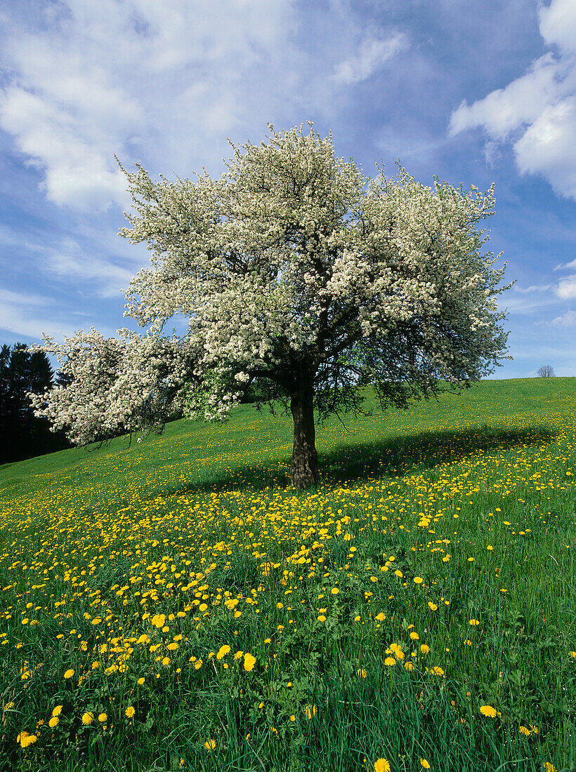 Blühender Apfelbaum, Allgäu, Bayern, Deutschland