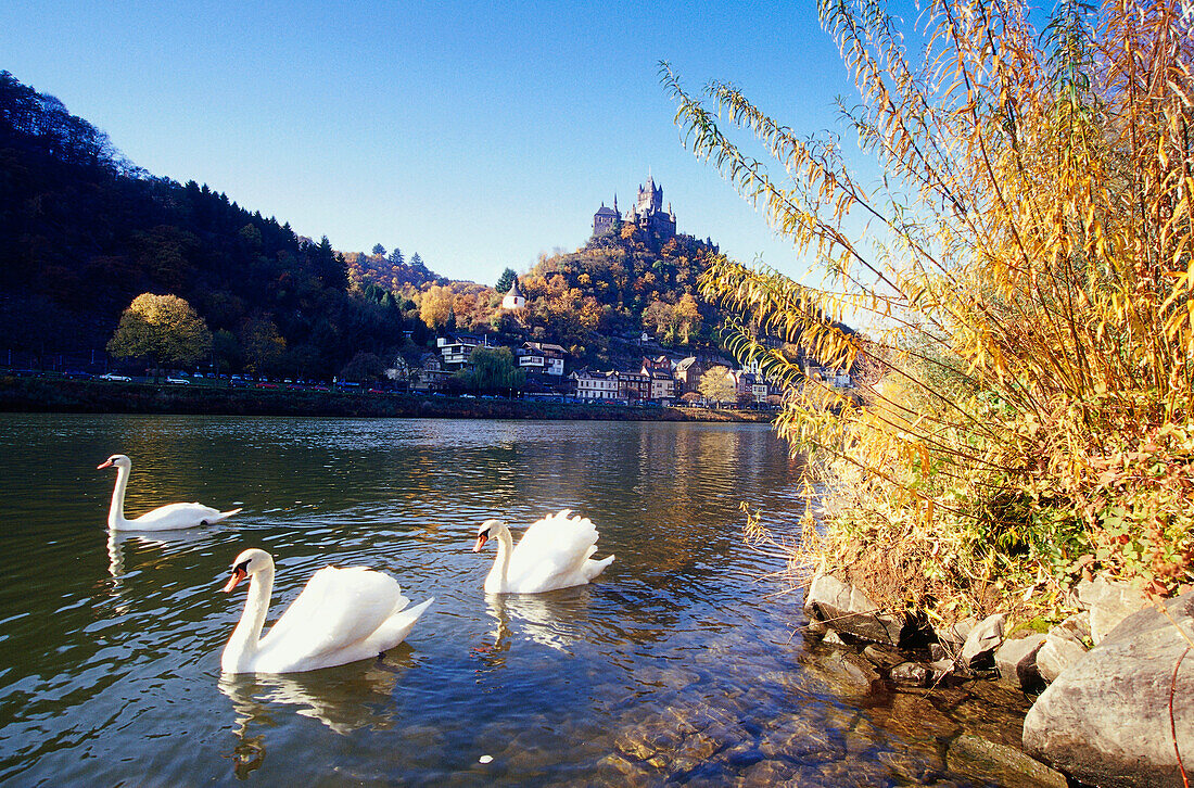 View over Moselle river at Cochem castle, Cochem, Rhineland-Palatinate, Germany, Europe