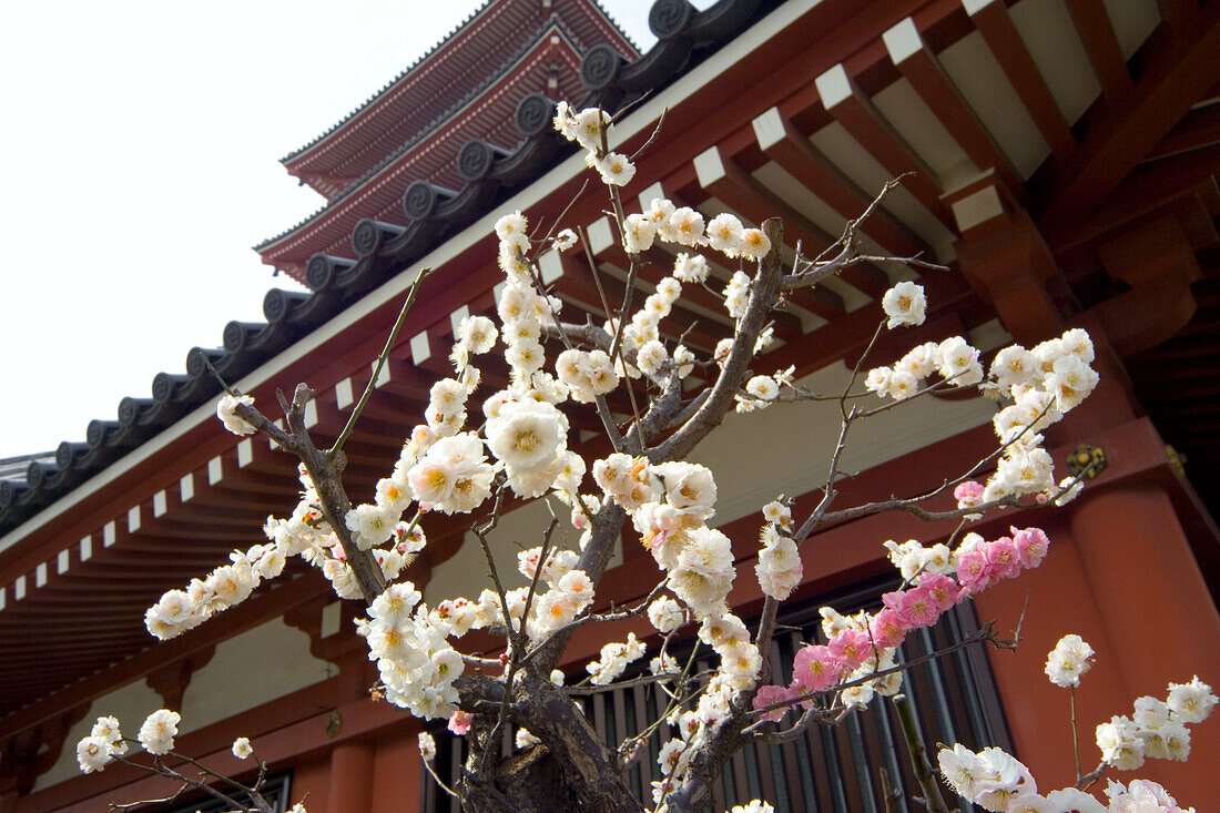 Asakusa Tempel mit Blüten, Tokyo, Japan, Asien