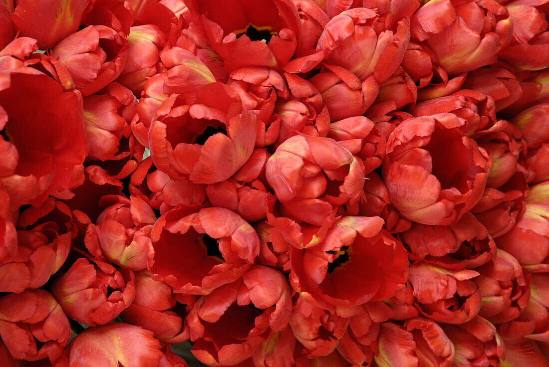 Rote Tulpen, Viktualienmarkt, München, Bayern, Deutschland