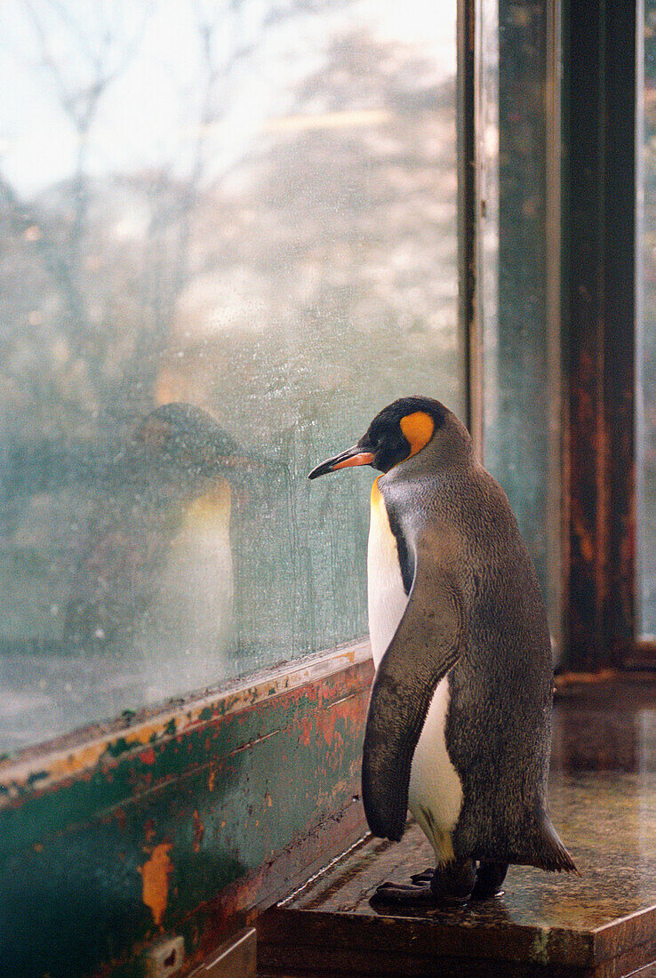 King Penguin (Aptenodytes patagonicus) looking out of a window