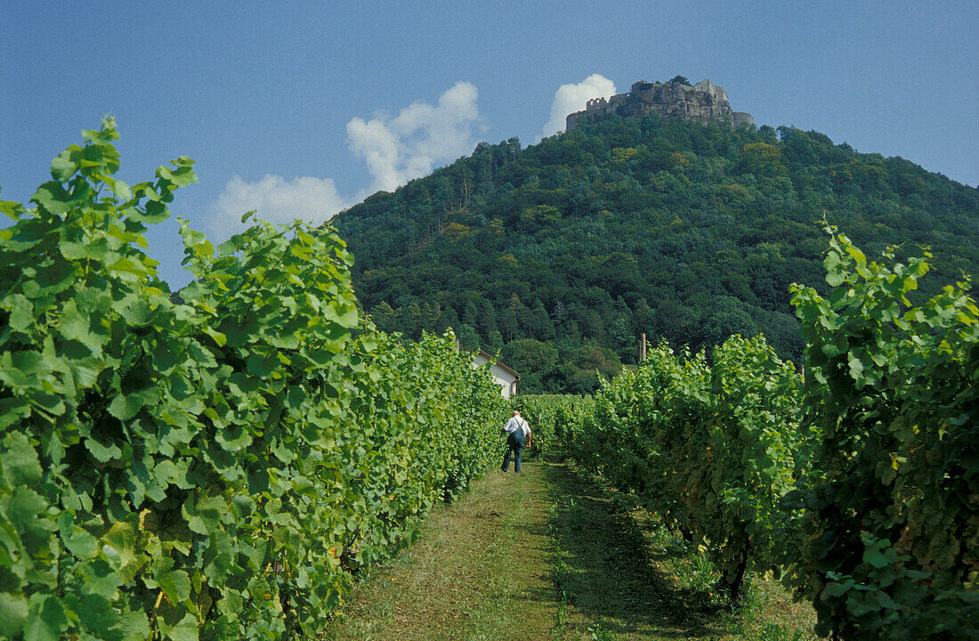 Weinanbau am Fuße der Burgruine Hohenneuffen, Neuffen, Baden-Württemberg, Deutschland