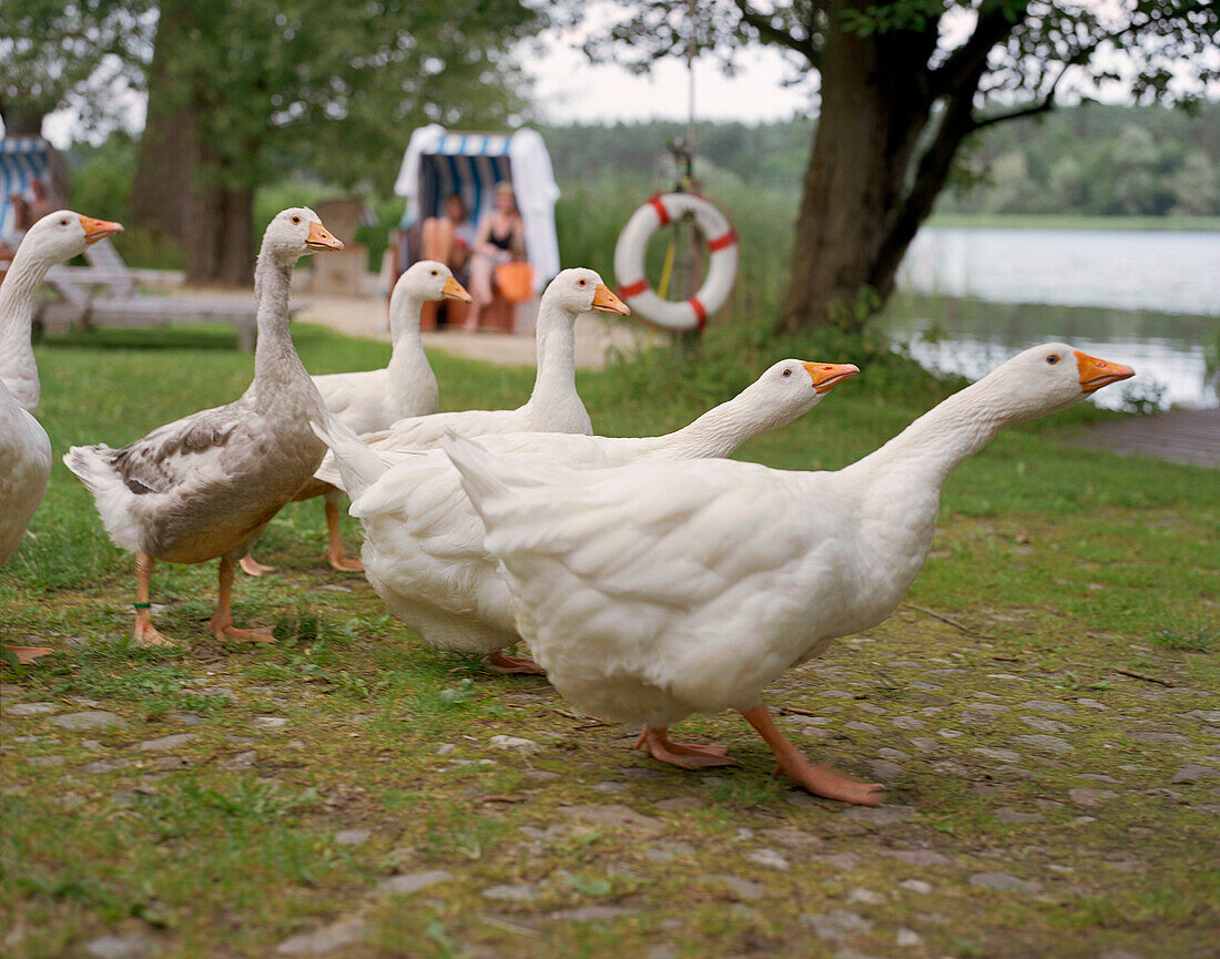 Geese near the lakeside of Neuklostersee, Wellness Hotel, Spa Hotel Seehotel Neuklostersee, Mecklenburg - Western Pomerania, Germany