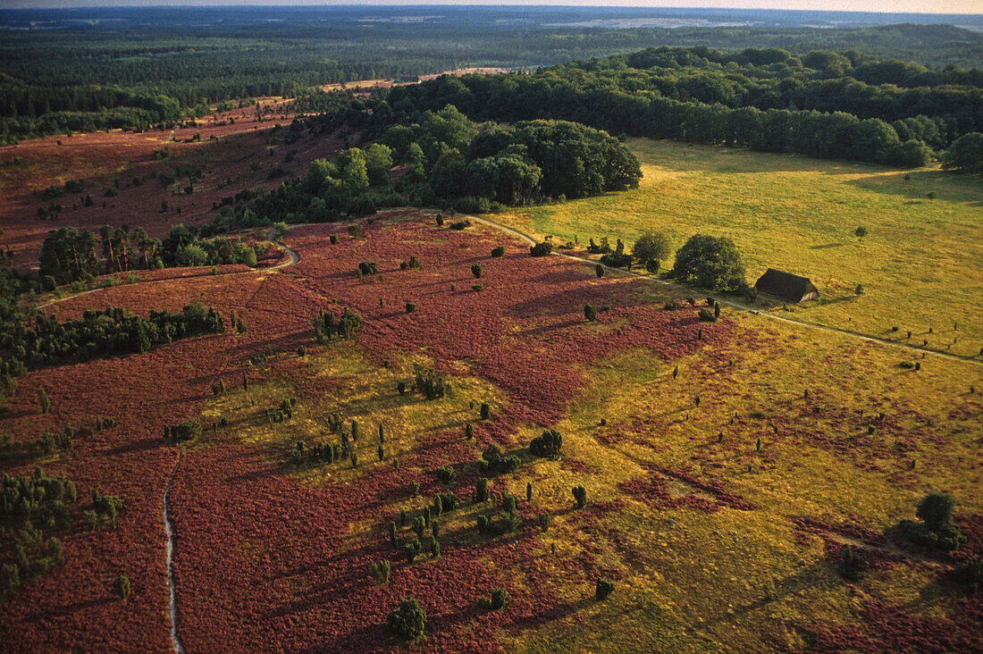 Blick über die Lüneburger Heide, Niedersachsen, Deutschland