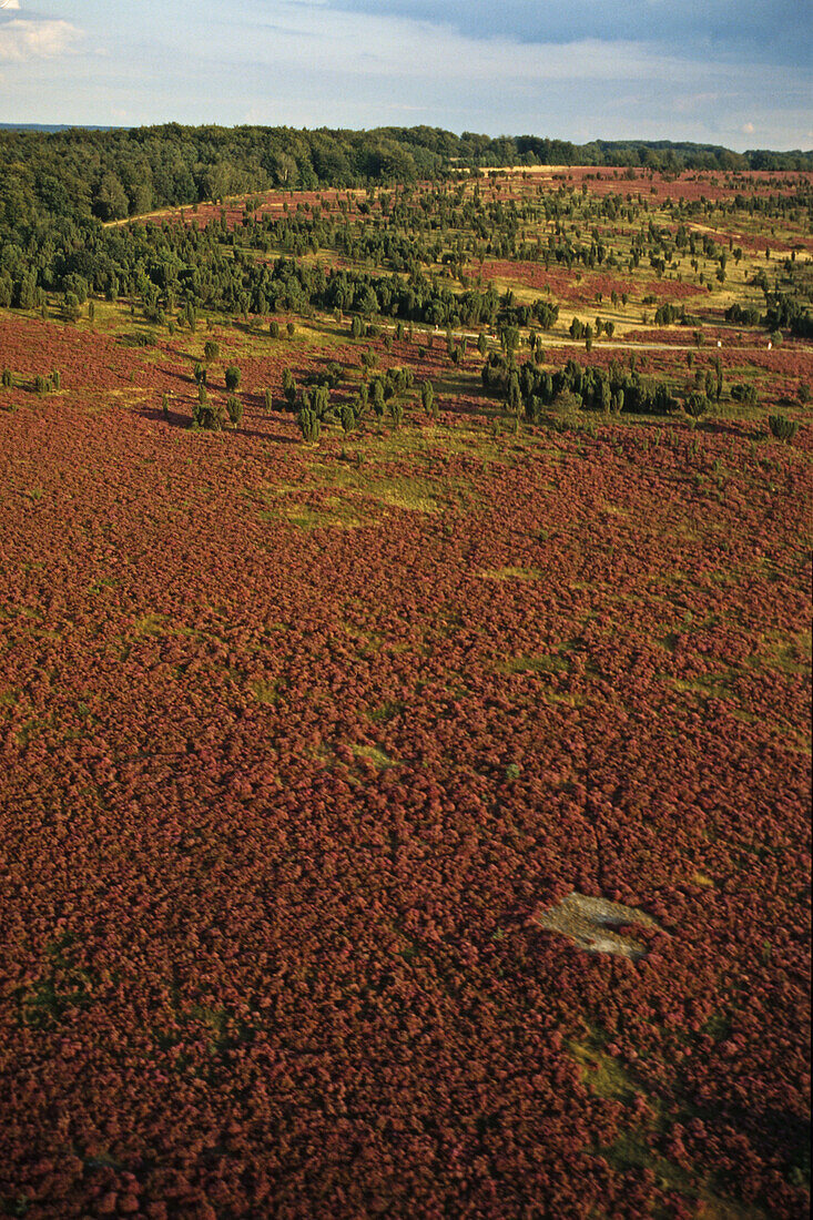 Luftbild Lünebeurger Heide, Niedersachsen