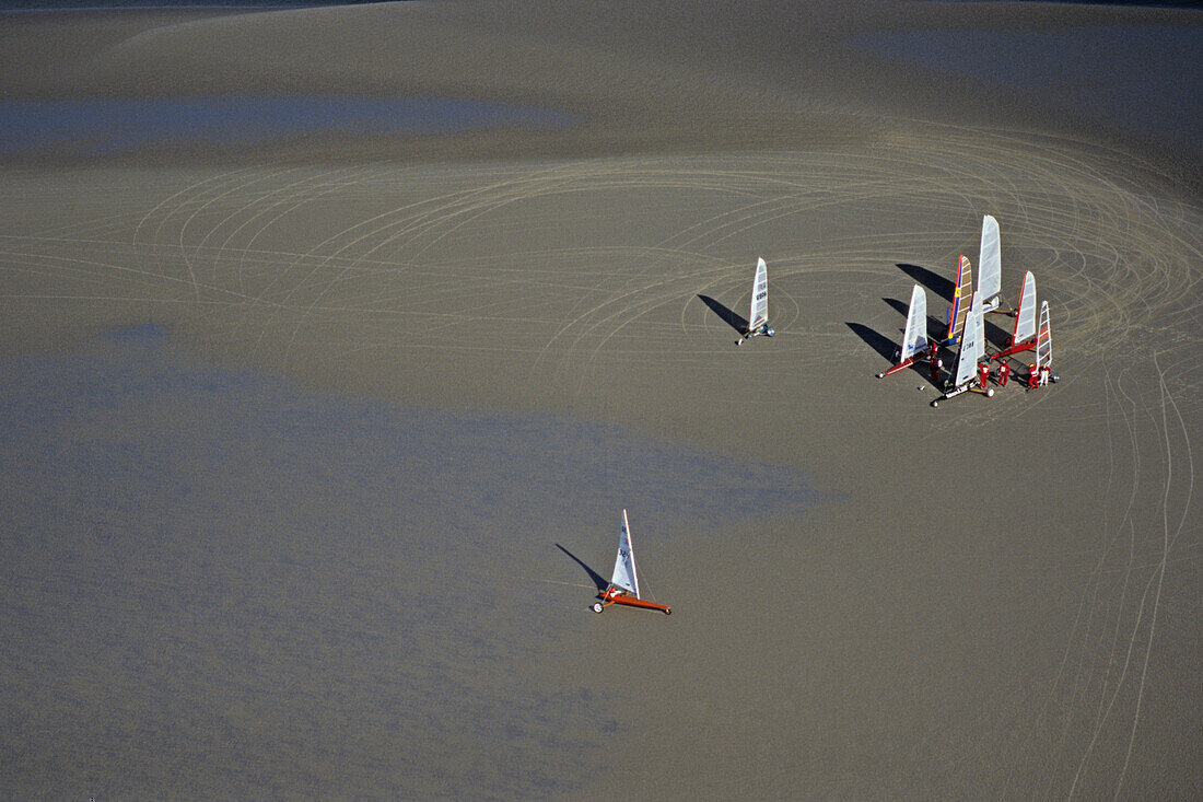 Strandsegler auf Sandbank, Deutsche Bucht, Schleswig-Holstein, Deutschland