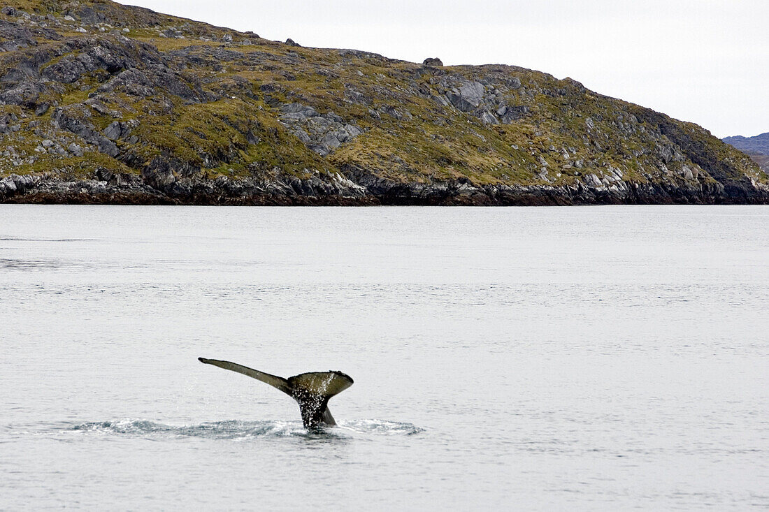 Schwanzflosse eines Buckelwals vor der Küste Nuuks. Grönland.