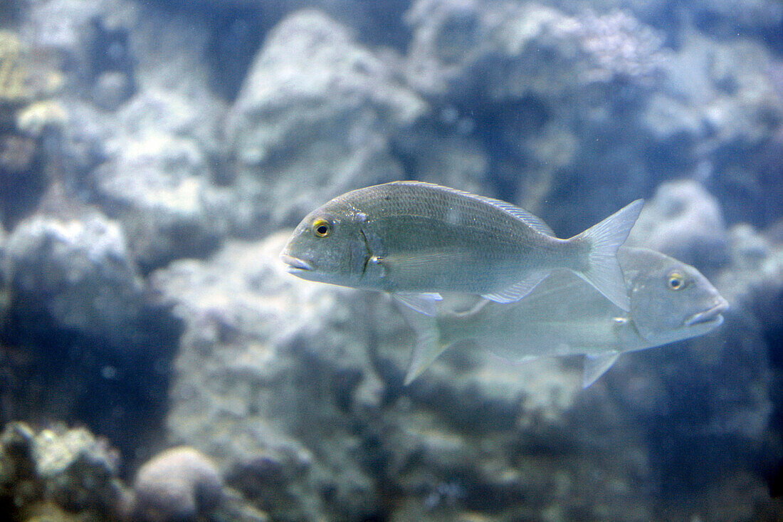 Close up of fish, underwater, Eilat, Israel