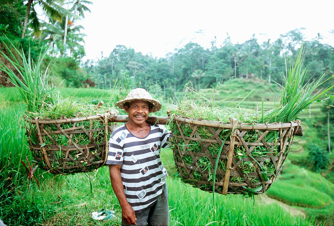farmer in bali, rice, indonesia, asia, local, harvest time, digging, smiling, friendly, look in camera, basic food, eating, survive, palm, oxes, cases, carrying rice