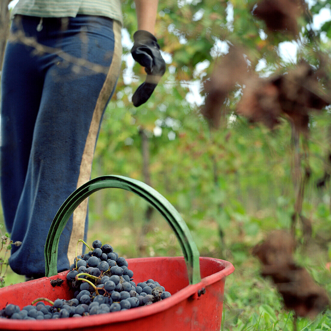 Traubenernte in der Toskana, Italien, roter Eimer, dunkle Trauben, Weinreben, Weinhandel, ernten, trägt Handschuhe, Wein, Person