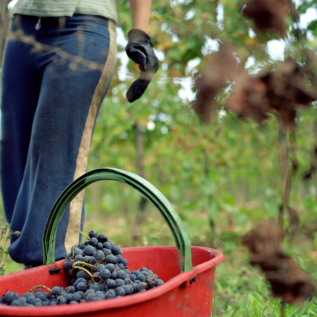 picking of grapes, Italy, Tuscany, bunches of grapes in a red bucket, wine, vine