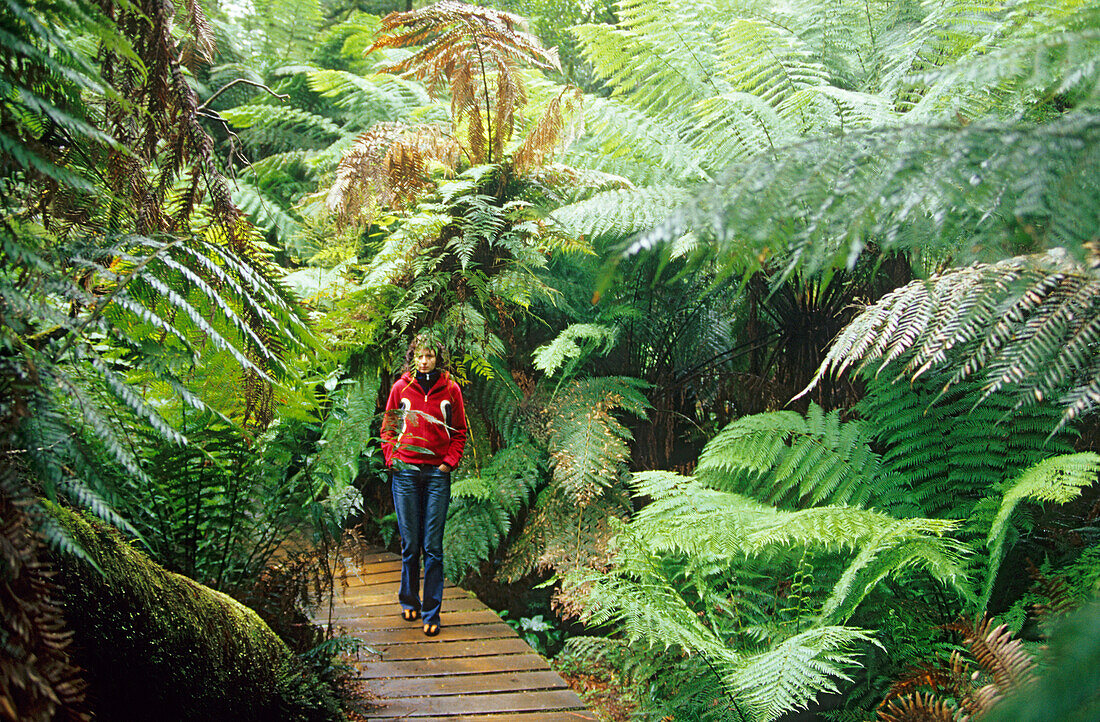 Boardwalk in Mait's Rest Rainforest, Great Ocean Road, Victoria, Australia