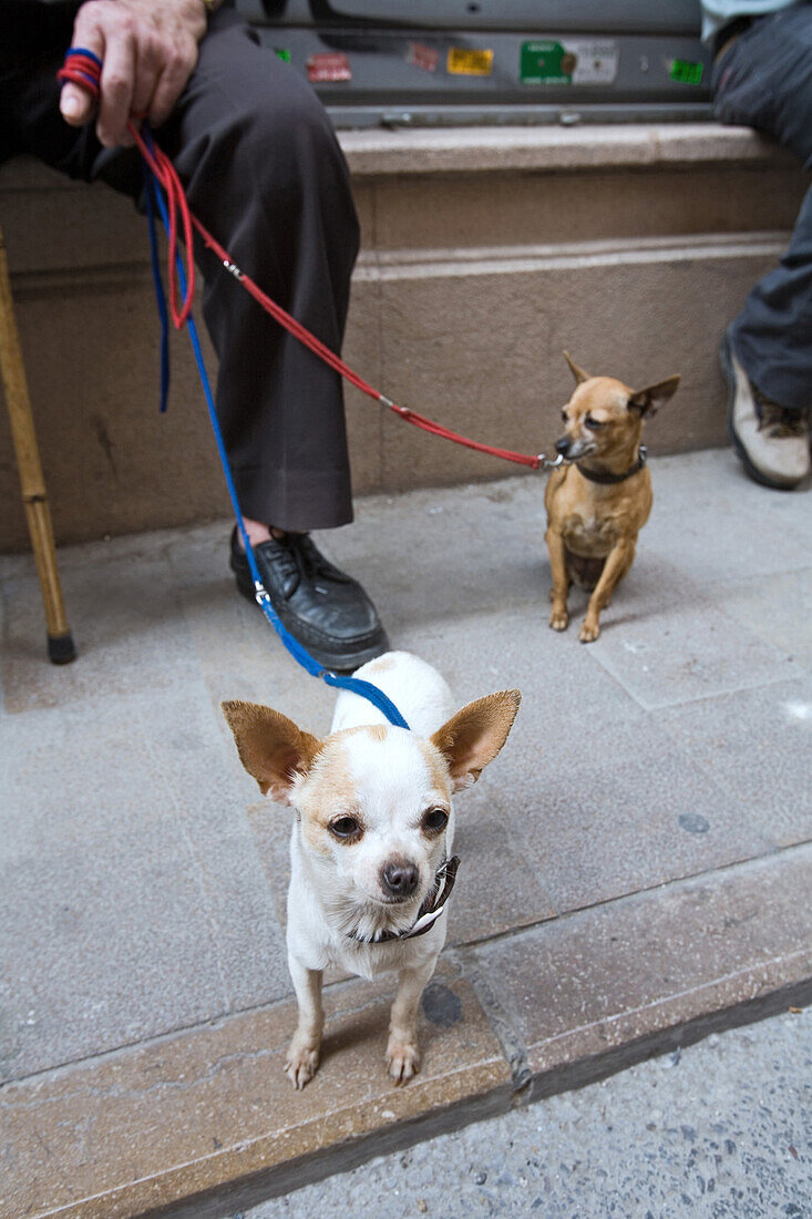 pensioner with small dogs on leash, Barrio del Carmen Valencia, Spain