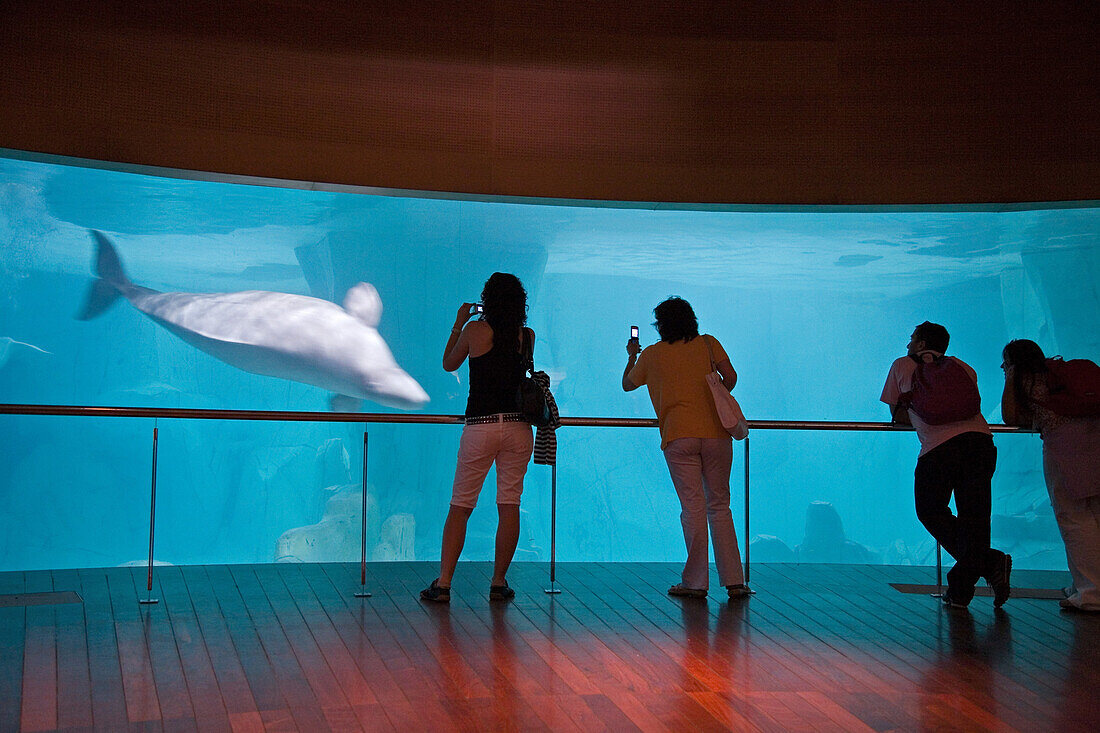 Beluga whales in the arctic house in L'Oceanografic, Valencia, Spain