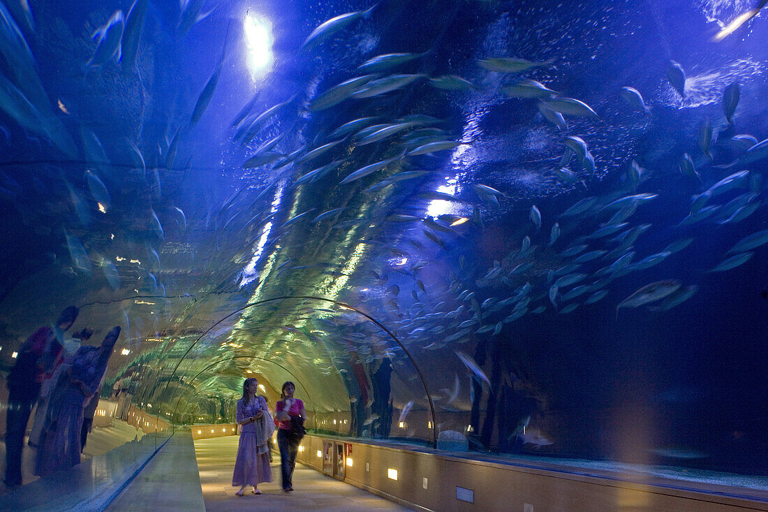 L'Oceanografic, grösste Aquarium Europas, Valencia, Spanien, Haie Unterwassertunnel