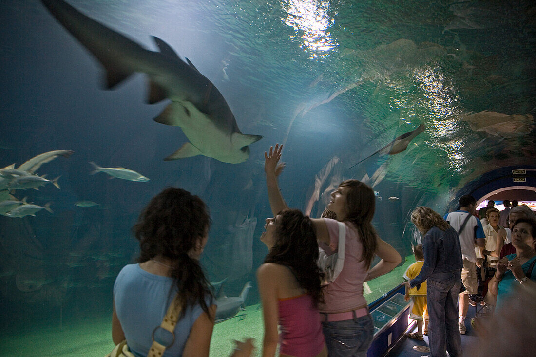 underwater tunnel, sharks, L'Oceanografic, Valencia, Spain