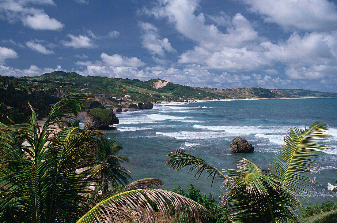 Coastal landscape with palm trees and sea, Barbados, Carribbean