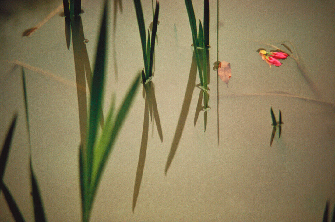 Seagrass and petals in a pond, Japan