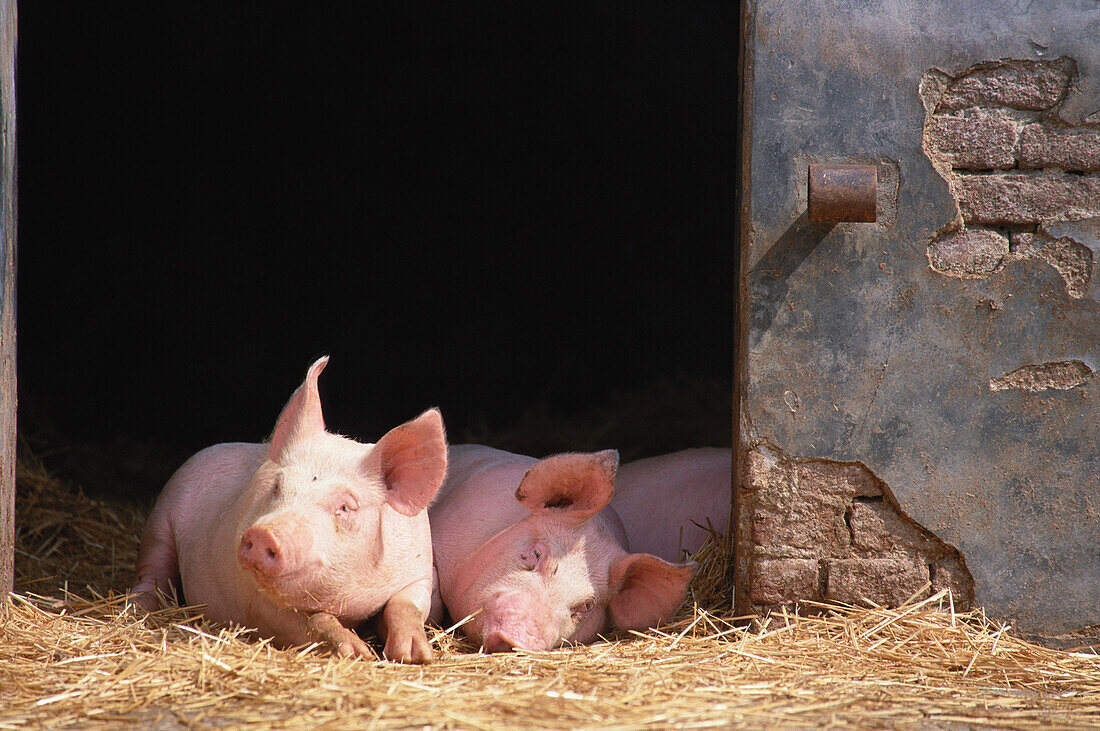 Schweinezucht bei Langhirano, Emilia Romagna, Italien