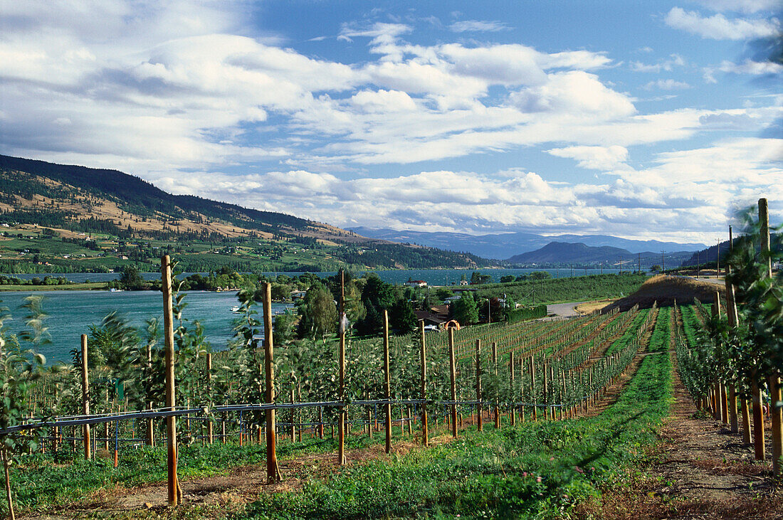 View of Okanagan Valley, British Columbia, Canada