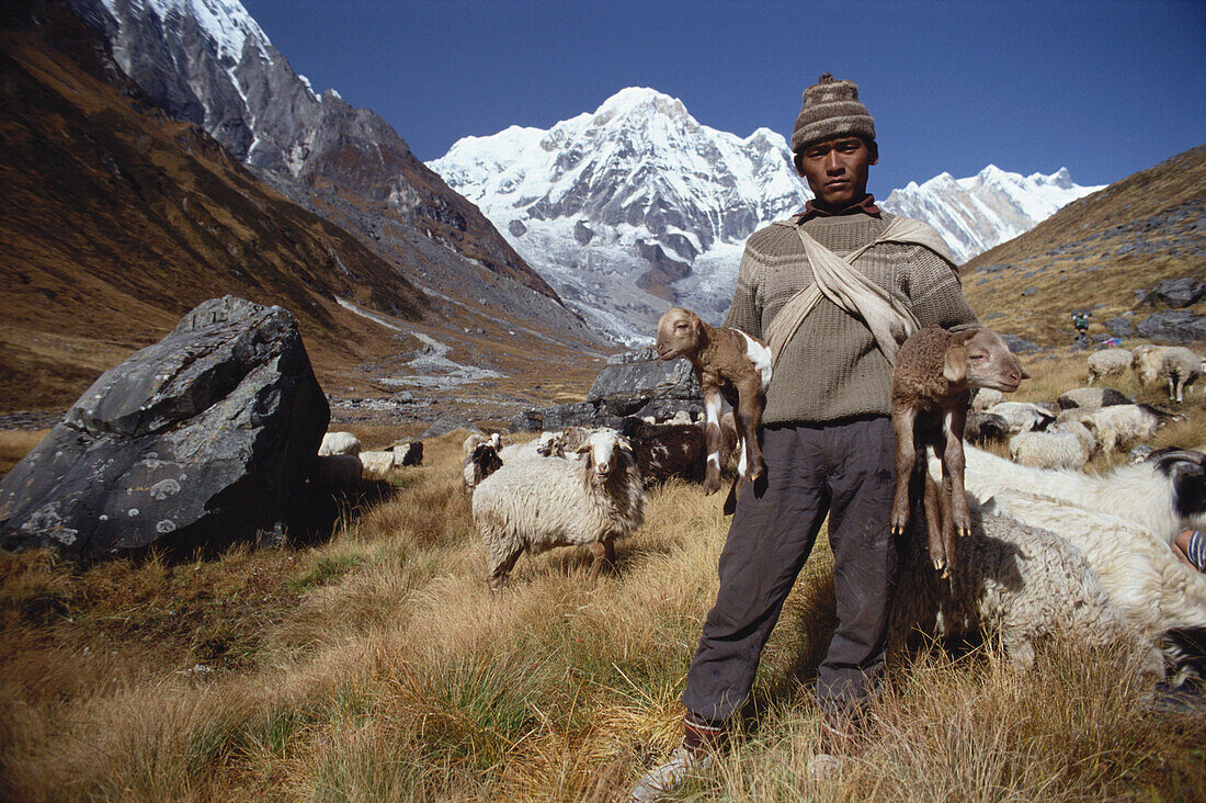A shepherd watching sheep, Annapurna Massif, Nepal