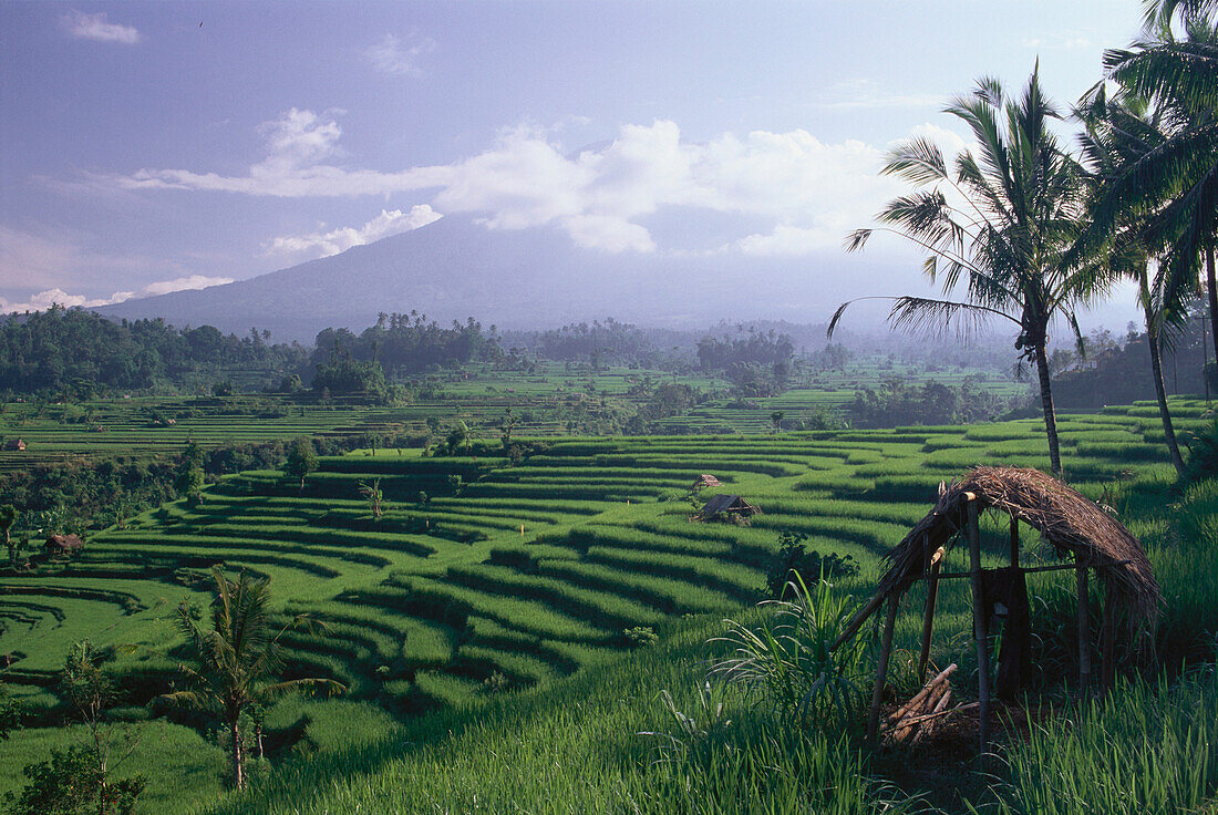 Reisfelder, Vulkan Agung, Sileberg, Bali, Indonesien