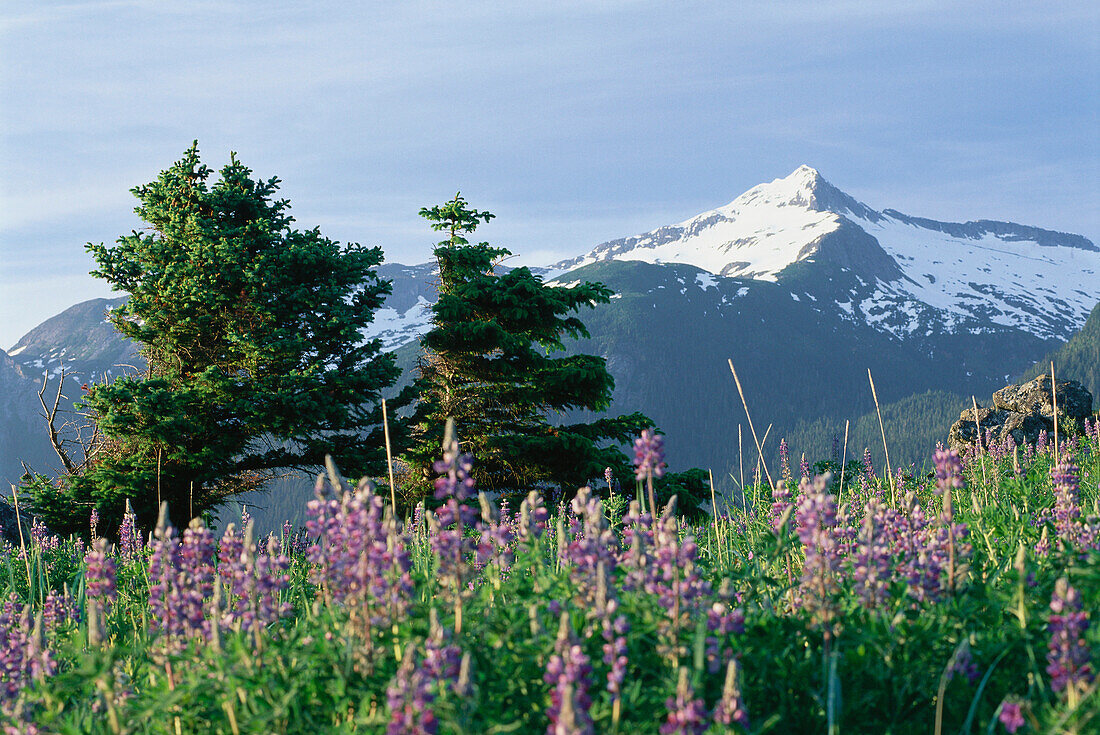 Lupins in a meadow at Chilkat Range near Haines, Alaska, USA