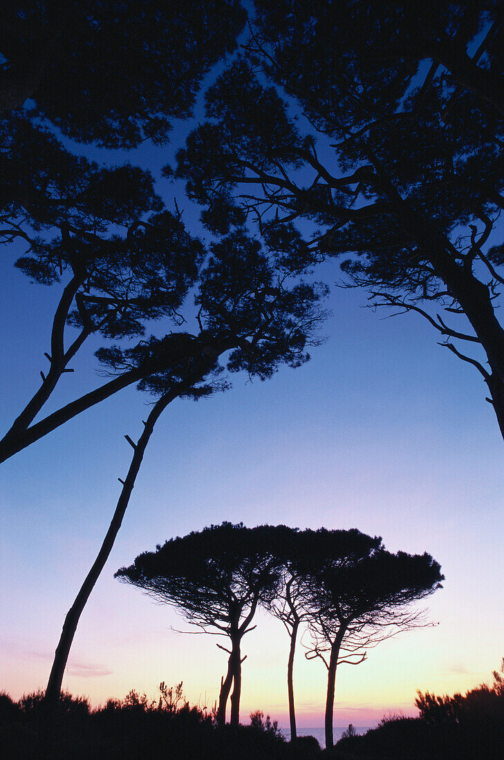 Pinien am Strand, Populonia, Toskana, Italien