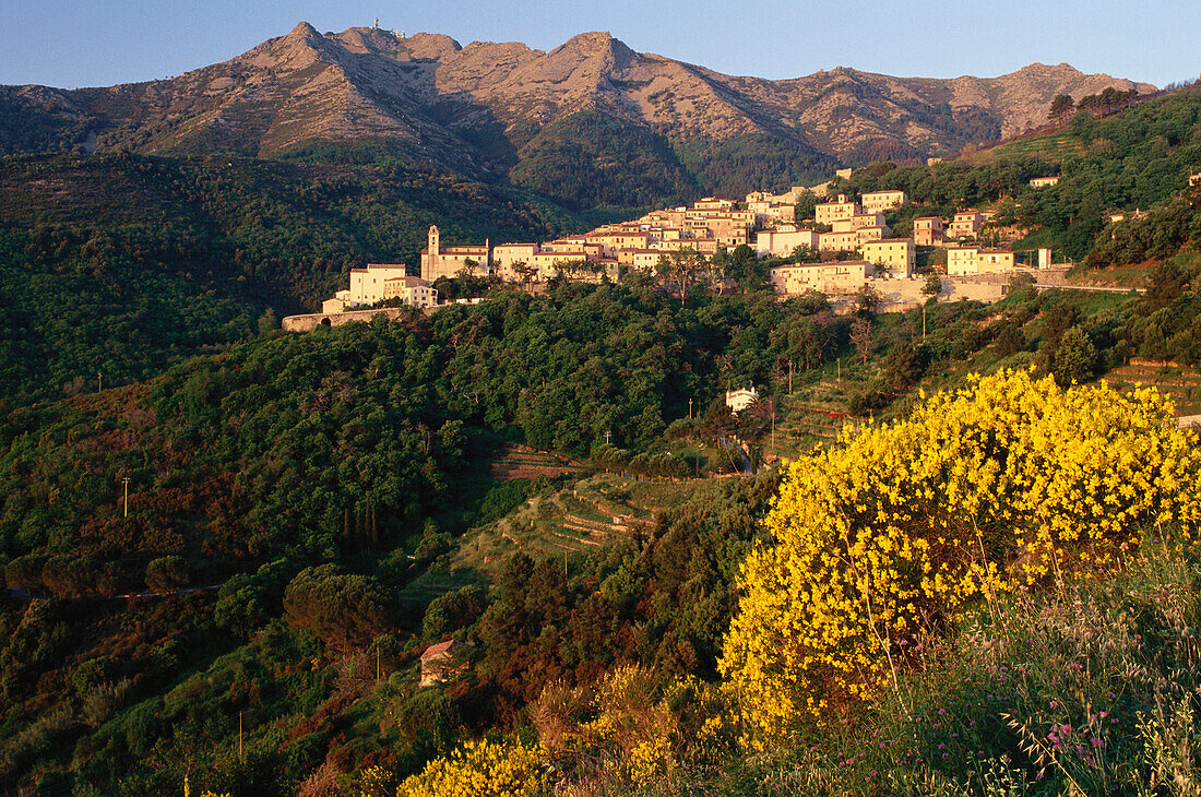 Bloomig gorse, mountain village Marciana, Elba, Tuscan Island, Mediterranean Sea, Tuscany, Italy