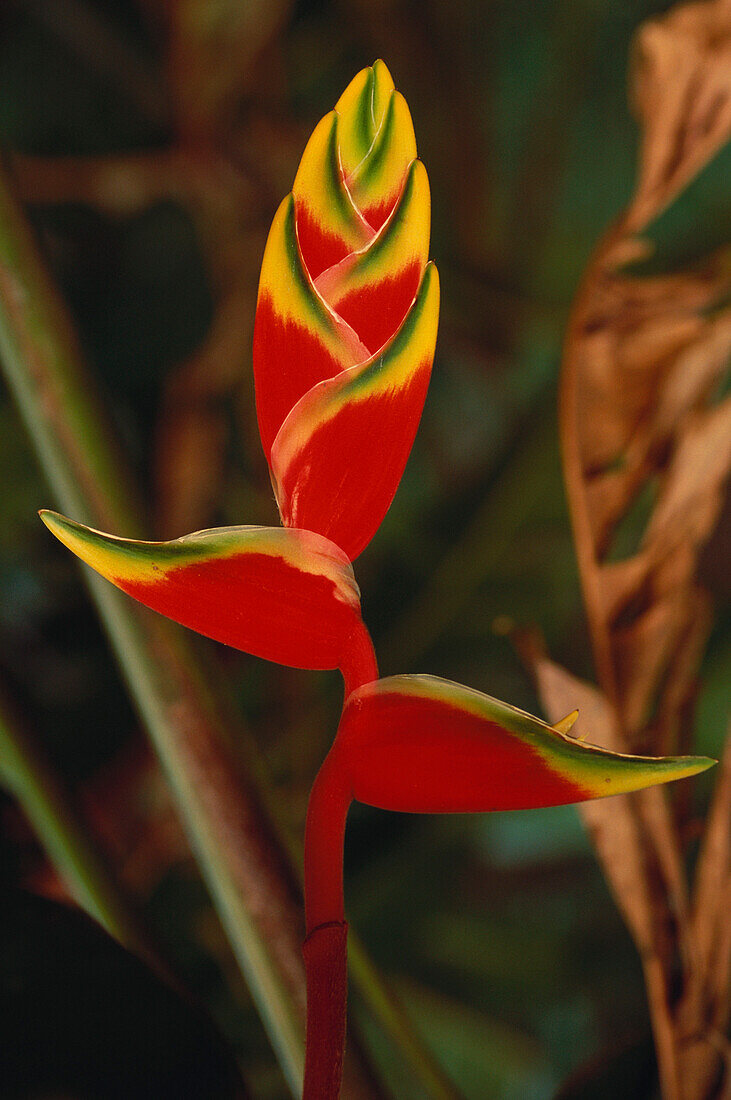 Helcomie, Eine Pflanze, Südtropischer Regenwald Nationalpark Iguazu, Misiones, Argentinien