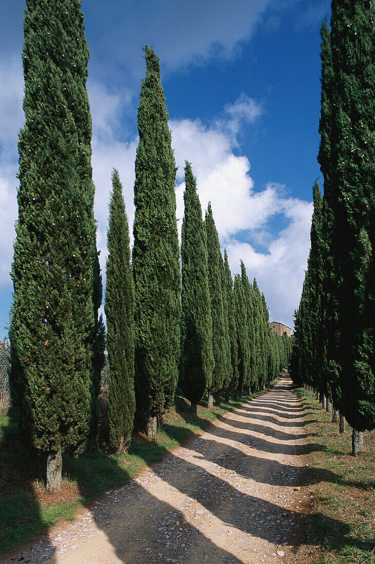 Cypress avenue near radda in Chianti, Chianti, Tuscany, Italy