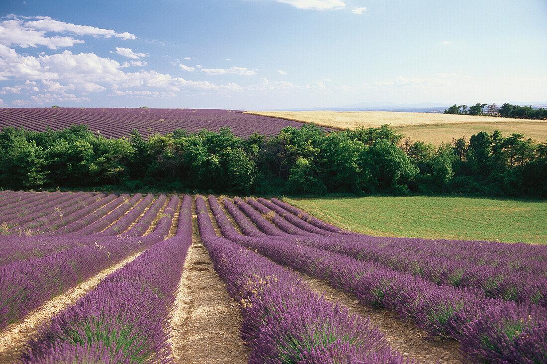 Lavendelfeld und Weizenfeld, Provence, Frankreich