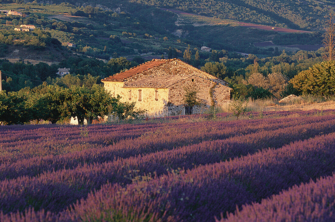 Country house with lavender field, near Nyons, Provence, France