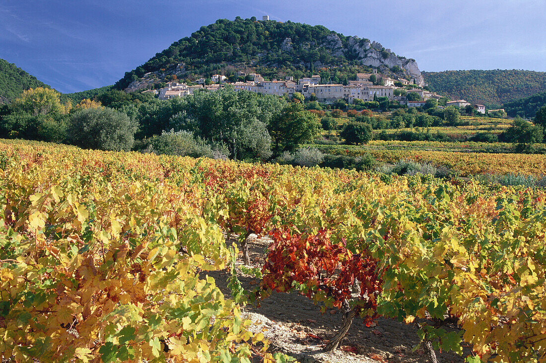 Vineyards with mountain village in the background, Seguret, Dentelles de Montmirail, Provence, France