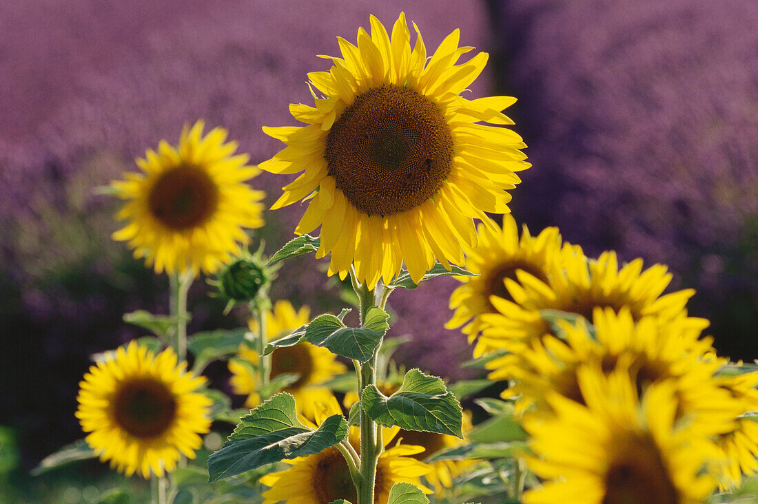 Close up of a sunflower in a sunflower field, Lavender in the background, Provence, France