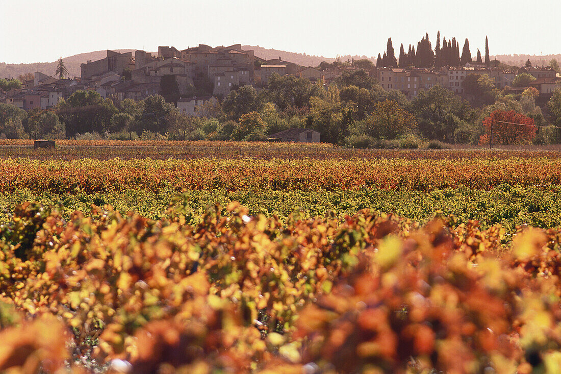 Vineyards of Carces, Cotes de Provence, Provence, France
