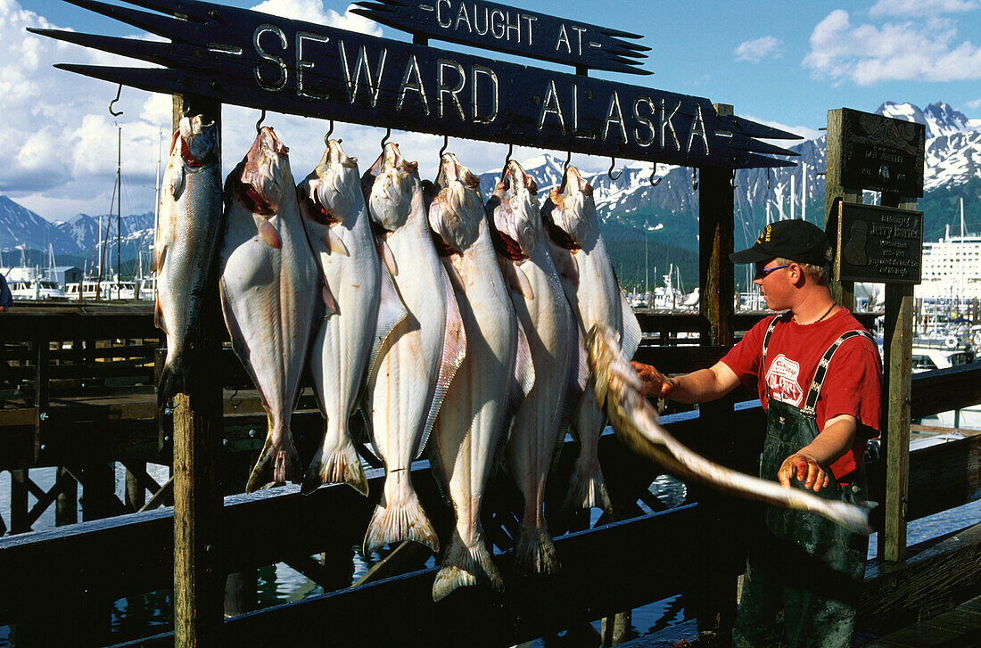 Man, fisherman, hanging up fish, Halibut, catch of the day, Seward, Resurrection Bay, Alaska, USA