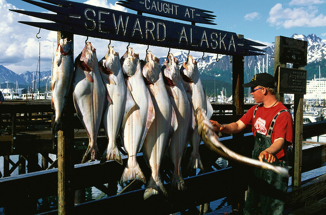 Mann, Fischer mit Heilbutt, Tagesfang, Seward, Resurrection Bay, Alaska, USA