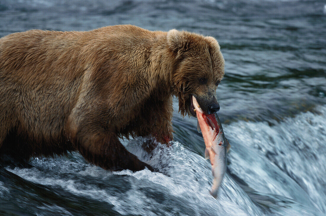 Braunbär, Grizzly, Ursus Arctos mit Lachs, brooks River, Katmai National Park, Alaska, USA