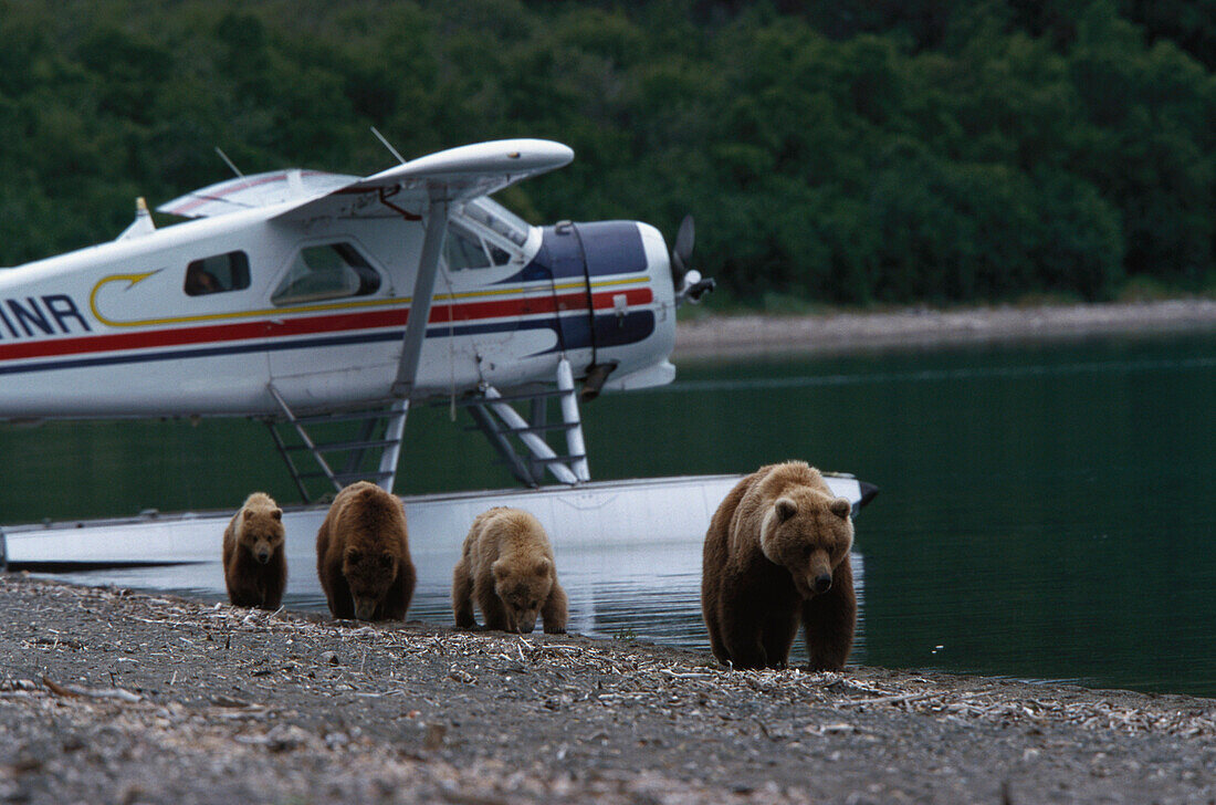 Brown bear, grizzly with cubs, Ursus Arctos, seaplane in the background, Katmai National Park, Alaska, USA