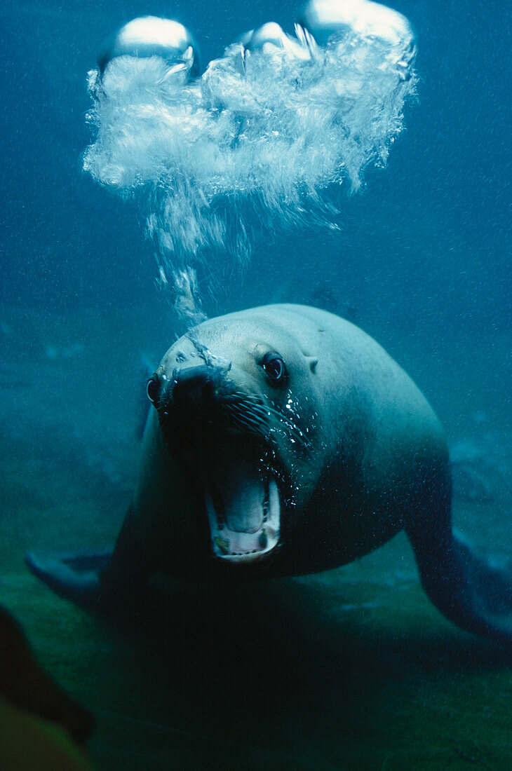 A steller sea lion under water, Eumetopias Jubatus, in captivity, Alaska, USA