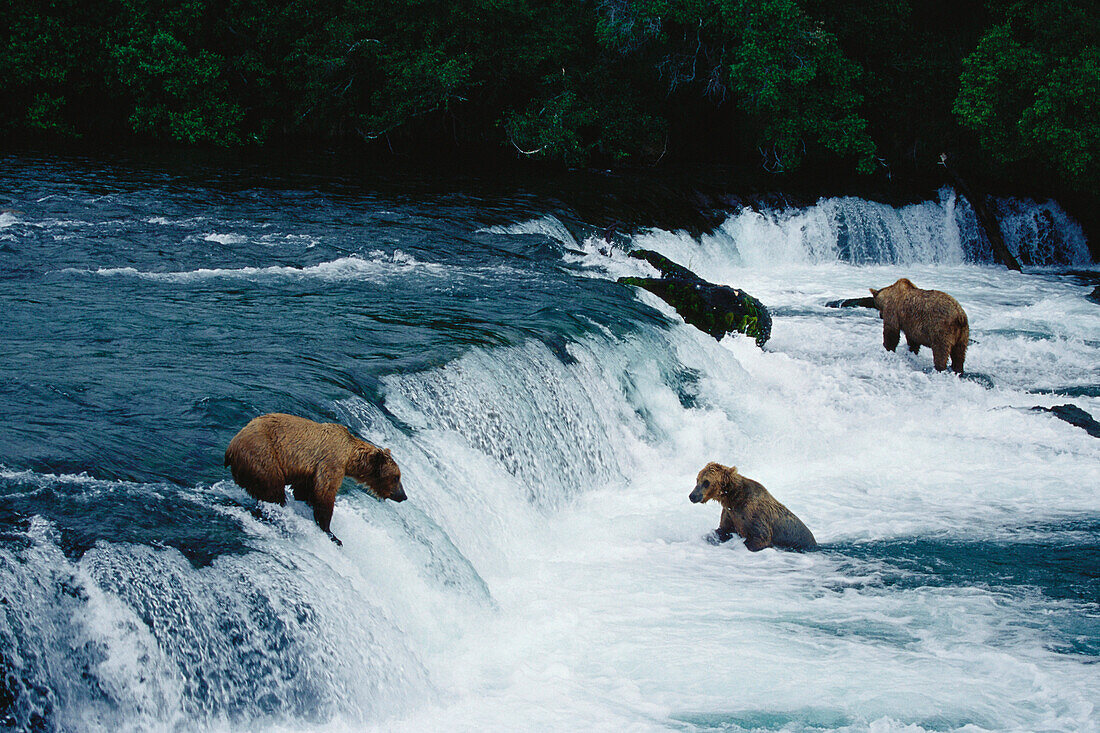 Brown bears, Grizzlies at Brooks River Falls, Katmai National Park, Alaska, USA