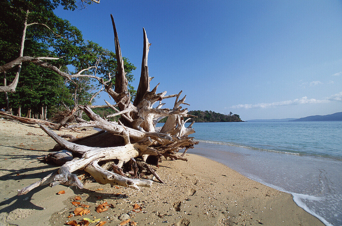 Tree lying on the beach of Chiriya Tapu, South Andaman Islands, Andaman Islands, India