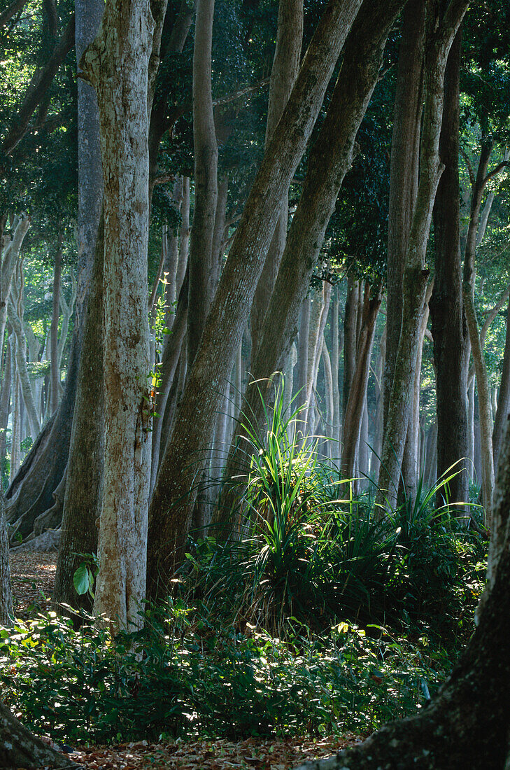 Tropical rain forest, Havelock Islands, Andaman Islands, India