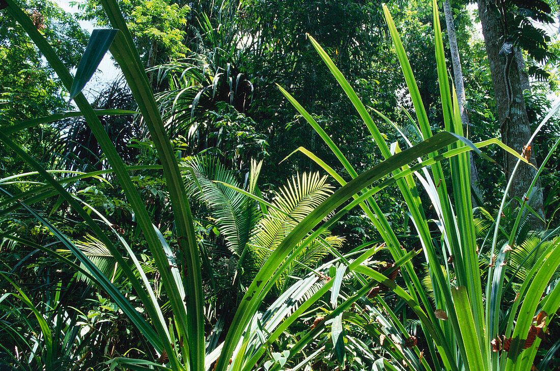 Palmenblätter im Regenwald, Wald, Tropisch, Andamanen, Indien